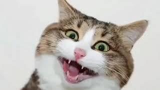 VIDEO LUCU||KUCING IMUT