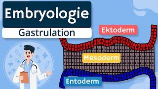 Embryologie - Gastrulation und Keimblätter einfach erklärt