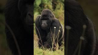 KING KONG GORILLA #kingkong #gorilla #nature #jungle #rwanda #africa #like #sub #viral #fyp #video