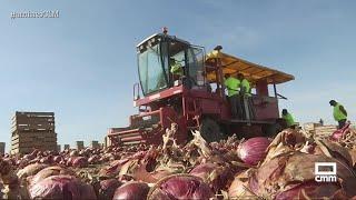 Recogen 55.000 kilos de cebolla roja | Ancha es Castilla-La Mancha