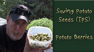 Saving Potato Seeds (TPS) | Potato Berries