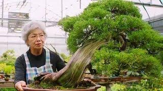 Bonsai: the Endless Ritual | Extraordinary Rituals | BBC Earth Explore