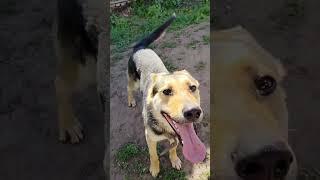 Собака #рекомендации #деньвдеревне