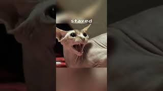 The Saddest Reason This Cat Turned Violent #shorts