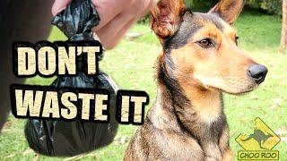 DOG POOP COMPOST - Everyone should do this!