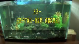 如何養殖非洲慈鯛魚（鸚鵡魚） -  基本指南