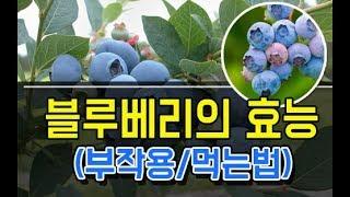 블루베리의 놀라운 효능 부작용 그리고 먹는방법은? blueberry efficacy