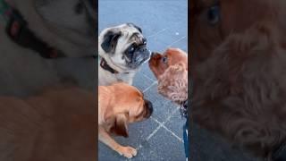 First time my dog see a pug #dachshund #dogshorts #cutedogs #kingcharlescavalier #fishing #dog #pug