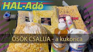 Ősök csalija - a kukorica