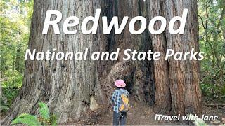 Redwood National and State Parks 紅木國家公園 位於美國加州北部太平洋沿岸，園内有全世界最高的樹林和一棵最高的樹木。低潮時可以在海灘看各種潮池動物像海星、海葵、螃蟹等。