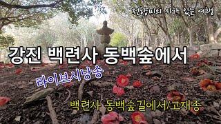 (라이브시낭송3) 강진 백련사 동백숲  [시:백련사 동백숲길에서-고재종]