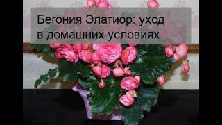 Бегония Элатиор: уход в домашних условиях