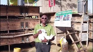 Is Rabbit Farming a Viable Agribusiness in Kenya - Rabbit Crew Kenya's Perspective : PART 1