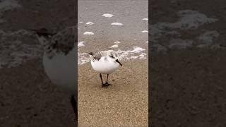 It’s hard to keep up with these little guys!  Sandpiper on the run!