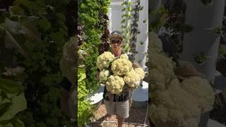 10 cauliflowers harvested from one aeroponic tower. #farming #gardening #verticalfarming