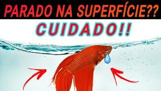 Seu peixe só FICA PARADO NA SUPERFÍCIE do aquário? CUIDADO pode ser isso...