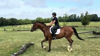 LIFESPAN (trail) - Adoptable Thoroughbred Gelding - New Vocations