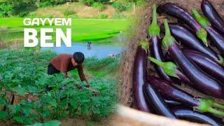 A bountiful EGGPLANT harvest! |  Cook eggplant in different ways!  [Gayyem Ben]