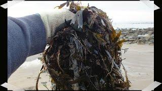 HGV seaweed fertilizer how to Compost Seaweed,  start to finish. Collect, mix, chop, compost.