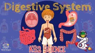 The Digestive System | KS2 Science | STEM and Beyond