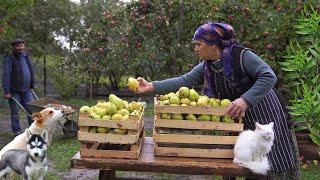 Harvesting Pears and Preserving for the Winter