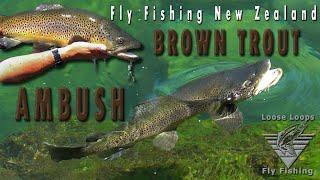 Fly Fishing New Zealand - BROWN TROUT AMBUSH