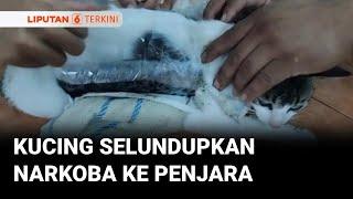 Seekor Kucing Terciduk Petugas Penjara Kosta Rika Membawa Narkoba | Liputan 6