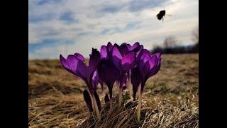 Krokusy na Podkarpaciu - Pogórze Strzyżowskie