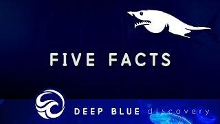 Five Facts: Great White Shark | Deep Blue Discovery