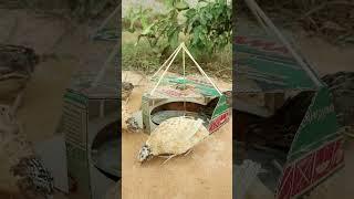 Creative Underground Quail Trap #shorts #create #traps