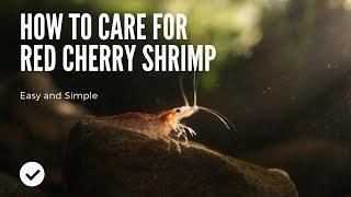 How to Care for Red Cherry Shrimp (Easiest Method)