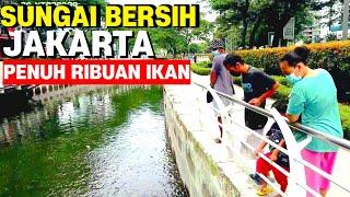 Sungai Bersih Jakarta Dipenuhi Ribuan Ikan-Taman Rasuna Epicentrum Jadi Wisata Gratis Di Jakarta