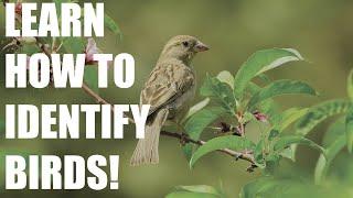 We Teach You an Easy Bird-Identifying App!