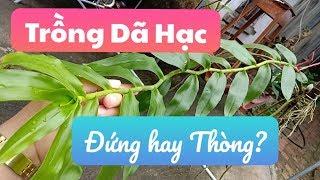 Trồng Dã Hạc Đứng hay Thòng và sai lầm của người mới chơi lan