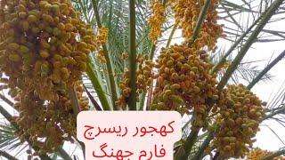 khajor farm jhang| Dates research center jhang 2022| palm trees jhang Pakistan