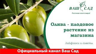 Олива купленная в магазине, какие нюансы содержания? Ваш сад