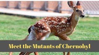 Animals of Chernobyl: Meet the Mutants