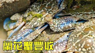 【猛貨合集】海货遍地的无人岛，兰花蟹海货大丰收！四哥却愁眉苦脸【漁小仙】