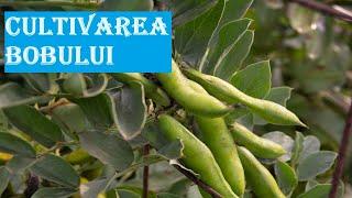 How to grow fava beans - the miracle plant, which should not be missing from any garden.