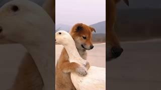 #shortsvideo #shorts #cute #cuteanimals #dog #story #love