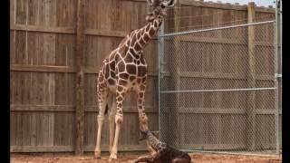 Giraffe Birth at the Abilene Zoo