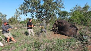 Saving a Big Bull Elephant from a Snare