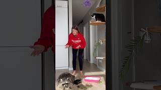ЕНОТ ТЁМА ПОДРАЛСЯ С КОТОМ НЯНИ СОНИ