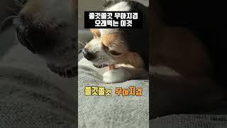 씹고뜯고 오래먹는 칠면조 힘줄  #강아지간식