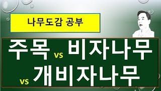 주목 vs 개비자나무 vs 비자나무 : 무엇이 서로 다를까?