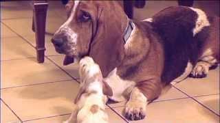 Basset Hound Babies Meet Daddy! Way Too Cute!