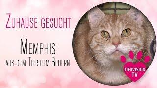 Wunderschöner Kater sucht Zuhause -  Memphis