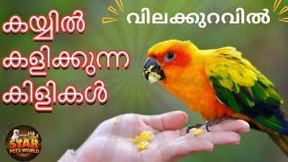 വെറൈറ്റി ലൗ ബേർഡ്സ് / spankle love birds  fallow budgies  hamsters,