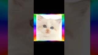 Do u like....Me?... #fypシ゚ #pleasesubscribe #cat #cutecore #itsmy #lol #scene