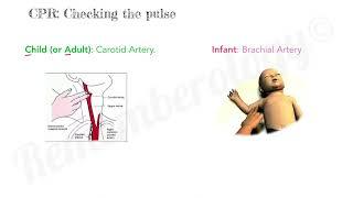 Mnemonic: Artery to Check the Pulse in Infant vs. adult